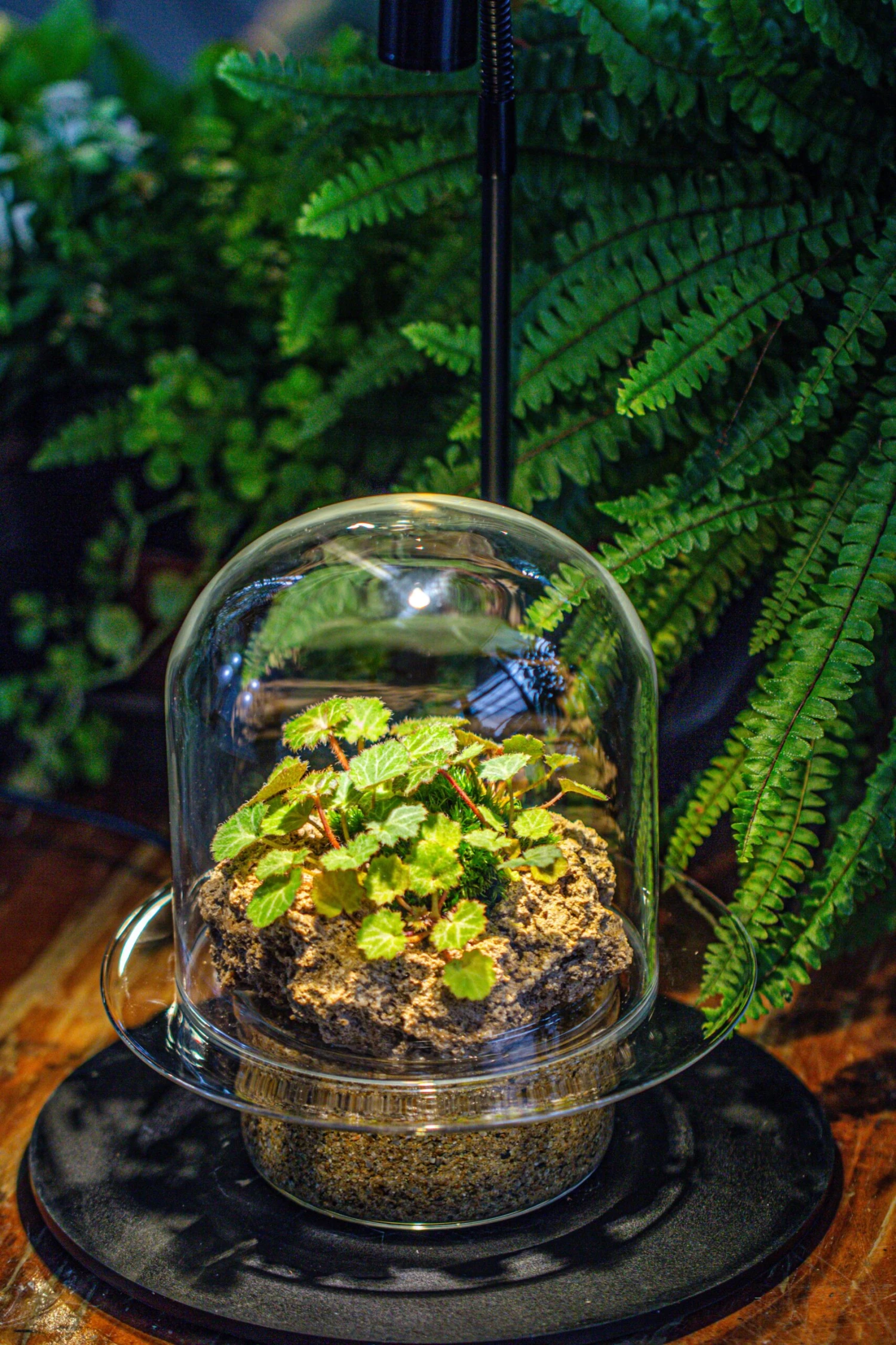 Natural Limestone Rock For Moss, Bonsai, Hydroponic Planting, 500-700G 15 Natural Limestone Rock For Moss, Bonsai, Hydroponic Planting, 500-700G - Image 13