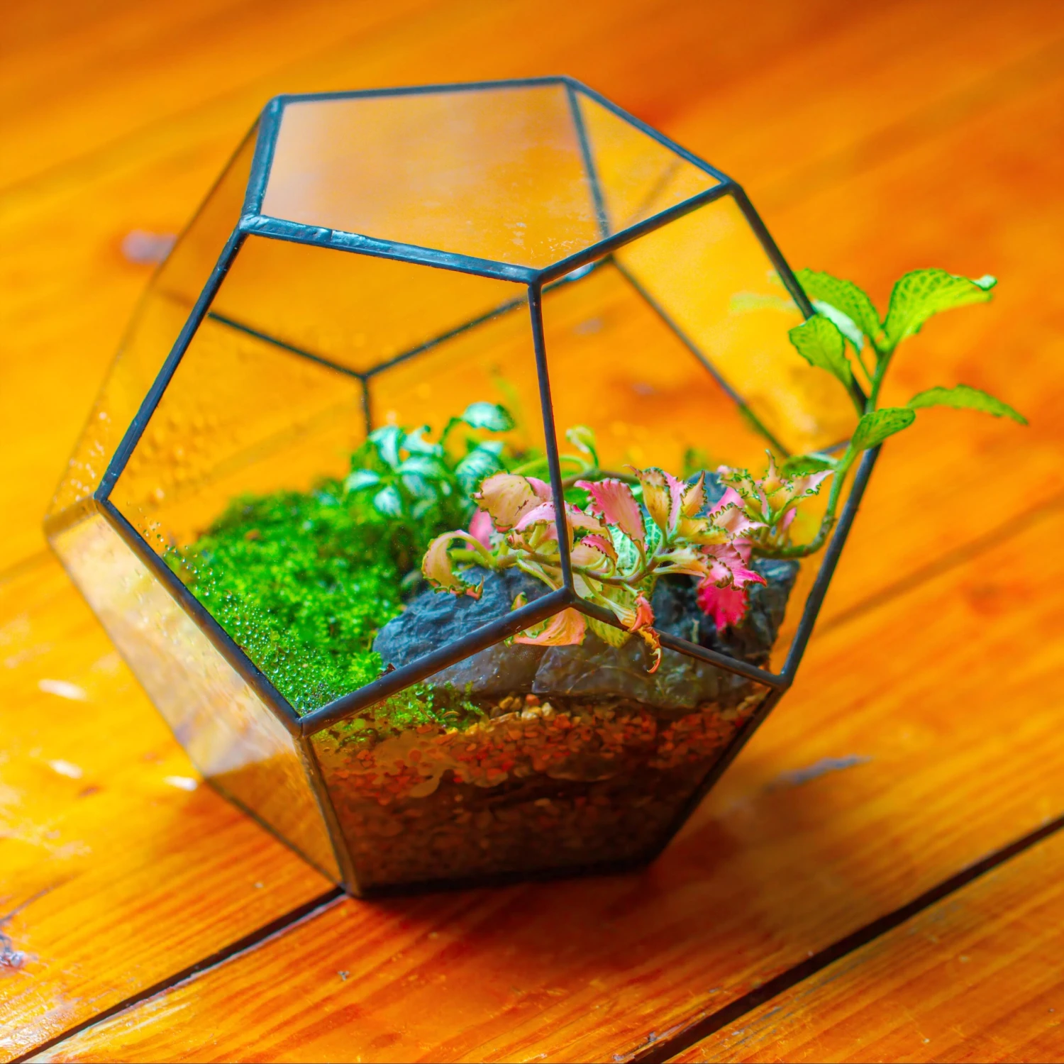 Handmade Silver Black Various Size Pentagon Glass Geometric Terrarium For Succulents Airplants Cacti 3 Handmade Silver Black Various Size Pentagon Glass Geometric Terrarium For Succulents Airplants Cacti