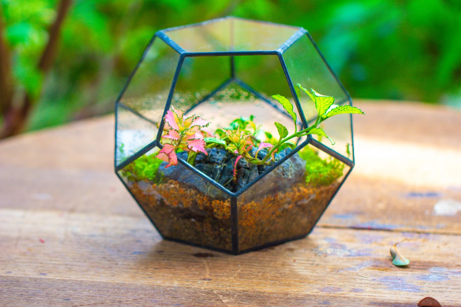Handmade Silver Black Various Size Pentagon Glass Geometric Terrarium For Succulents Airplants Cacti 7 Handmade Silver Black Various Size Pentagon Glass Geometric Terrarium For Succulents Airplants Cacti - Image 5