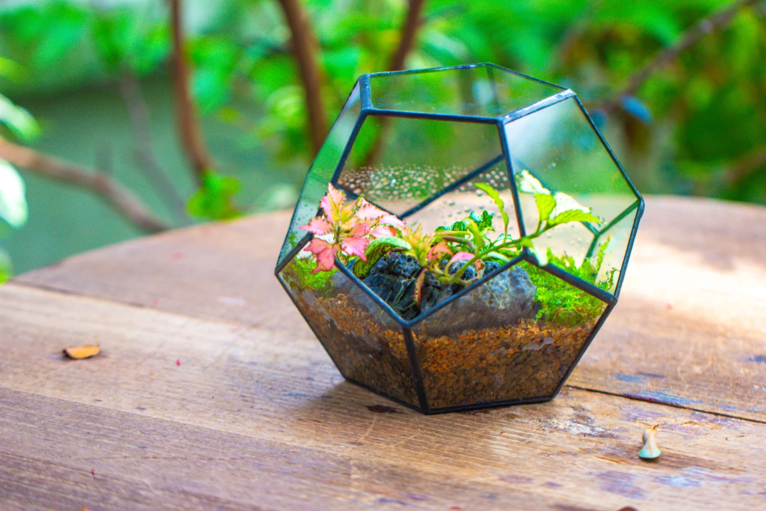 Handmade Silver Black Various Size Pentagon Glass Geometric Terrarium For Succulents Airplants Cacti 8 Handmade Silver Black Various Size Pentagon Glass Geometric Terrarium For Succulents Airplants Cacti - Image 6