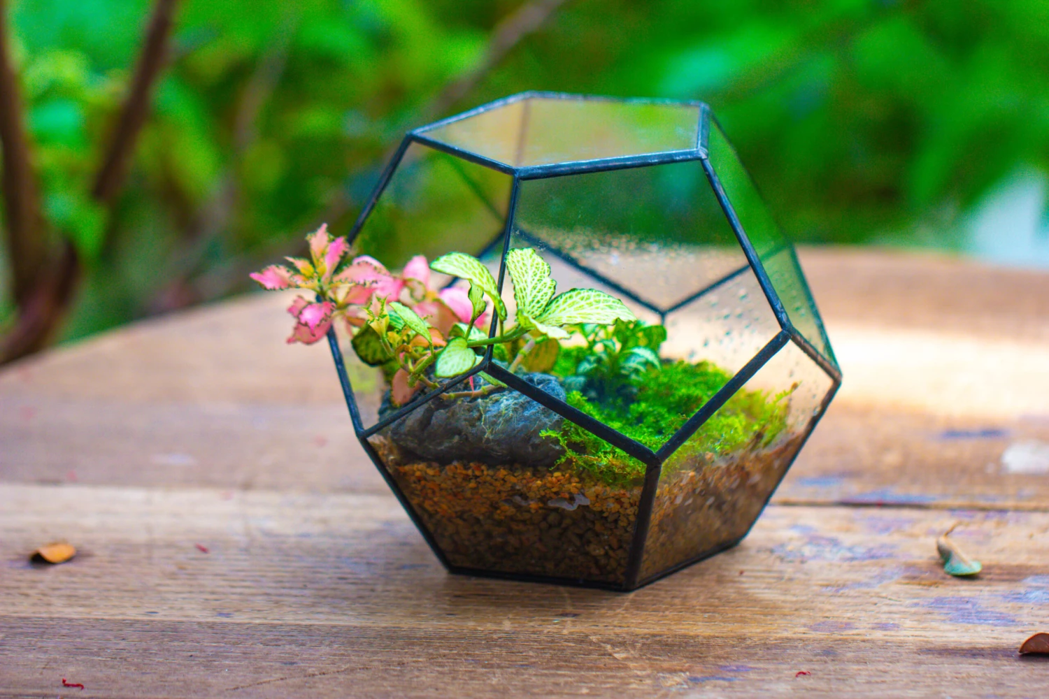 Handmade Silver Black Various Size Pentagon Glass Geometric Terrarium For Succulents Airplants Cacti 9 Handmade Silver Black Various Size Pentagon Glass Geometric Terrarium For Succulents Airplants Cacti - Image 7