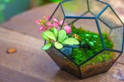 Handmade Silver Black Various Size Pentagon Glass Geometric Terrarium For Succulents Airplants Cacti 29 Handmade Silver Black Various Size Pentagon Glass Geometric Terrarium For Succulents Airplants Cacti -Ncyp Garden Store IMG 1804