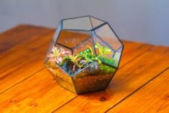 Handmade Silver Black Various Size Pentagon Glass Geometric Terrarium For Succulents Airplants Cacti 24 Handmade Silver Black Various Size Pentagon Glass Geometric Terrarium For Succulents Airplants Cacti -Ncyp Garden Store IMG 1807