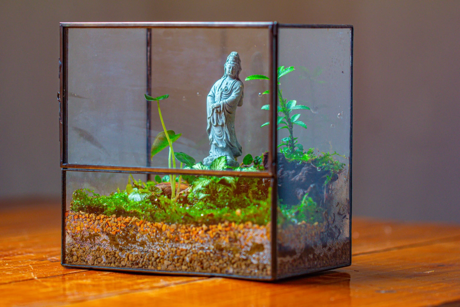 7x7 Inches Glass Terrarium With Side Door, For Moss 8 7x7 Inches Glass Terrarium With Side Door, For Moss - Image 6
