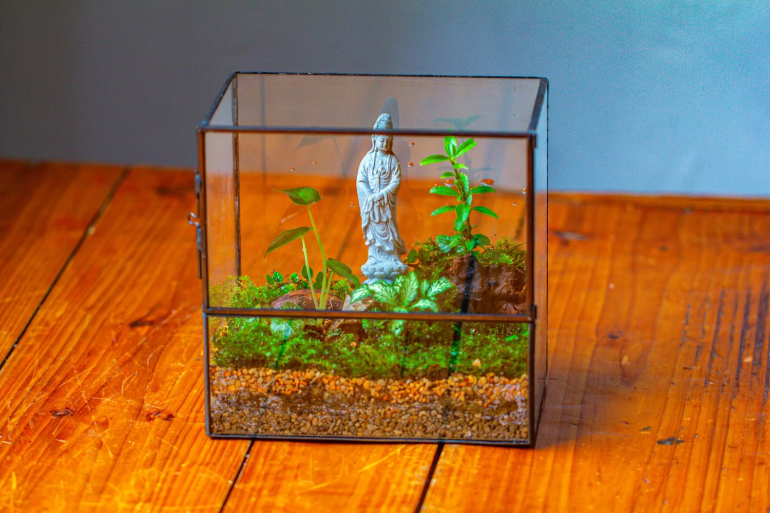7x7 Inches Glass Terrarium With Side Door, For Moss 10 7x7 Inches Glass Terrarium With Side Door, For Moss - Image 8