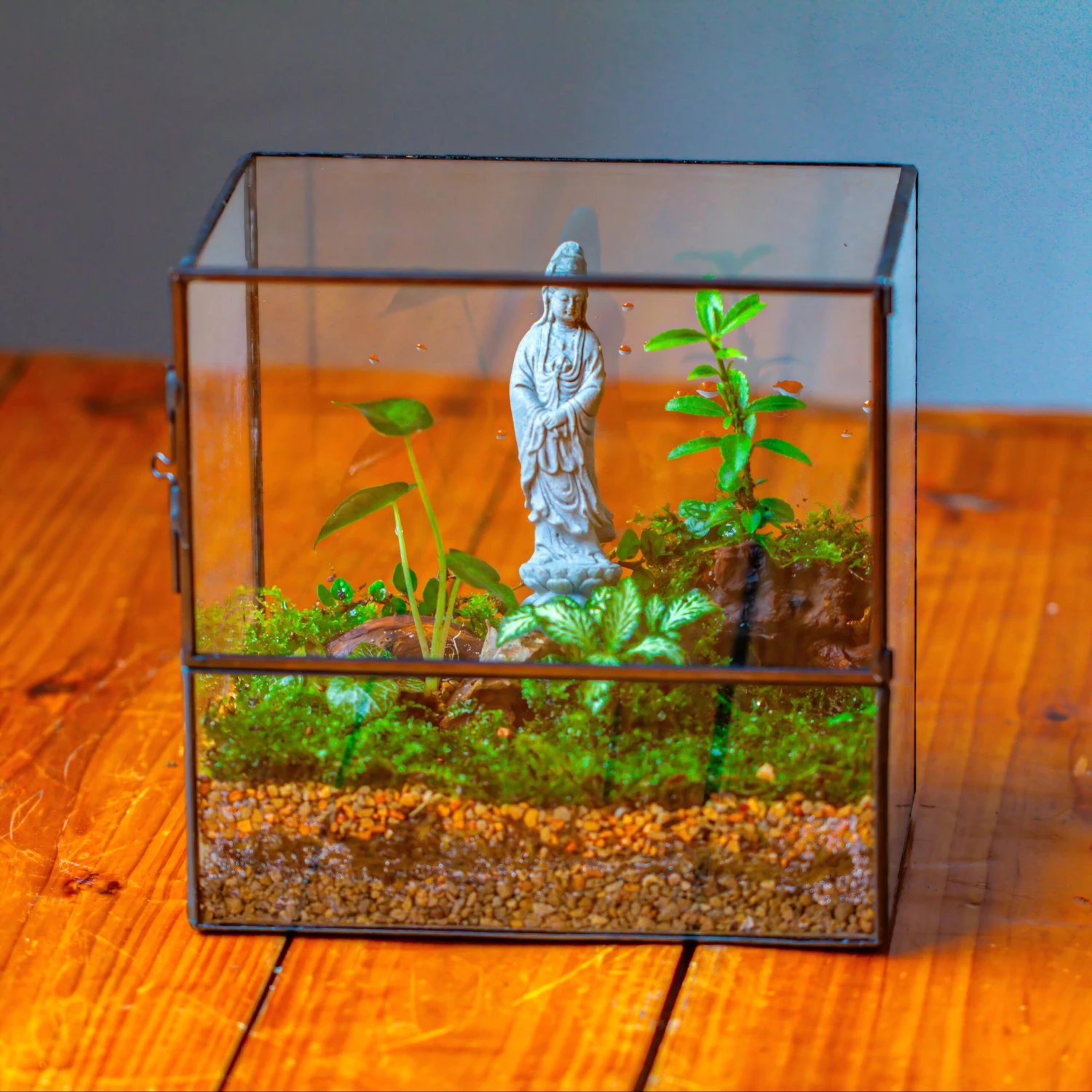 7x7 Inches Glass Terrarium With Side Door, For Moss 3 7x7 Inches Glass Terrarium With Side Door, For Moss
