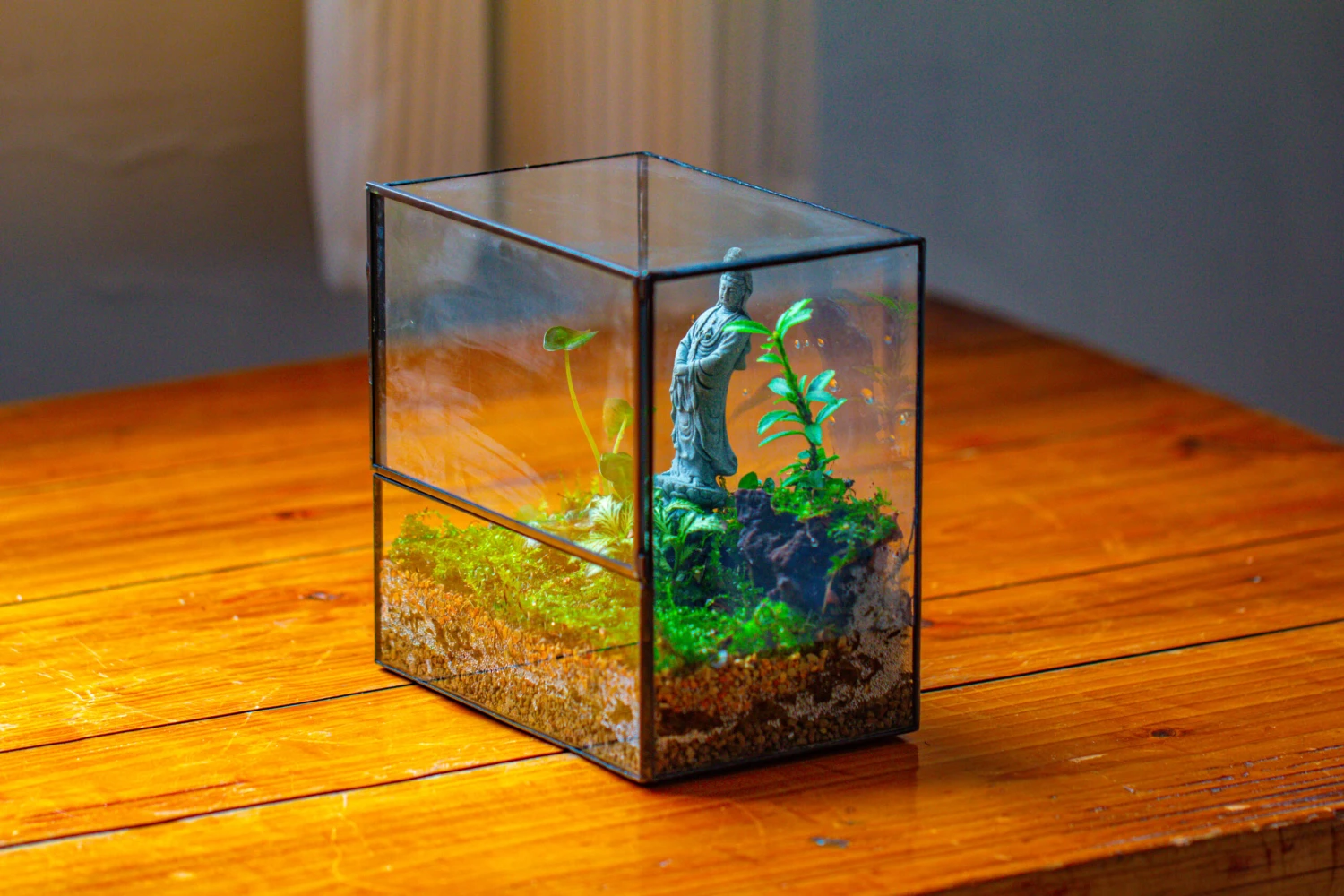 7x7 Inches Glass Terrarium With Side Door, For Moss 11 7x7 Inches Glass Terrarium With Side Door, For Moss - Image 9