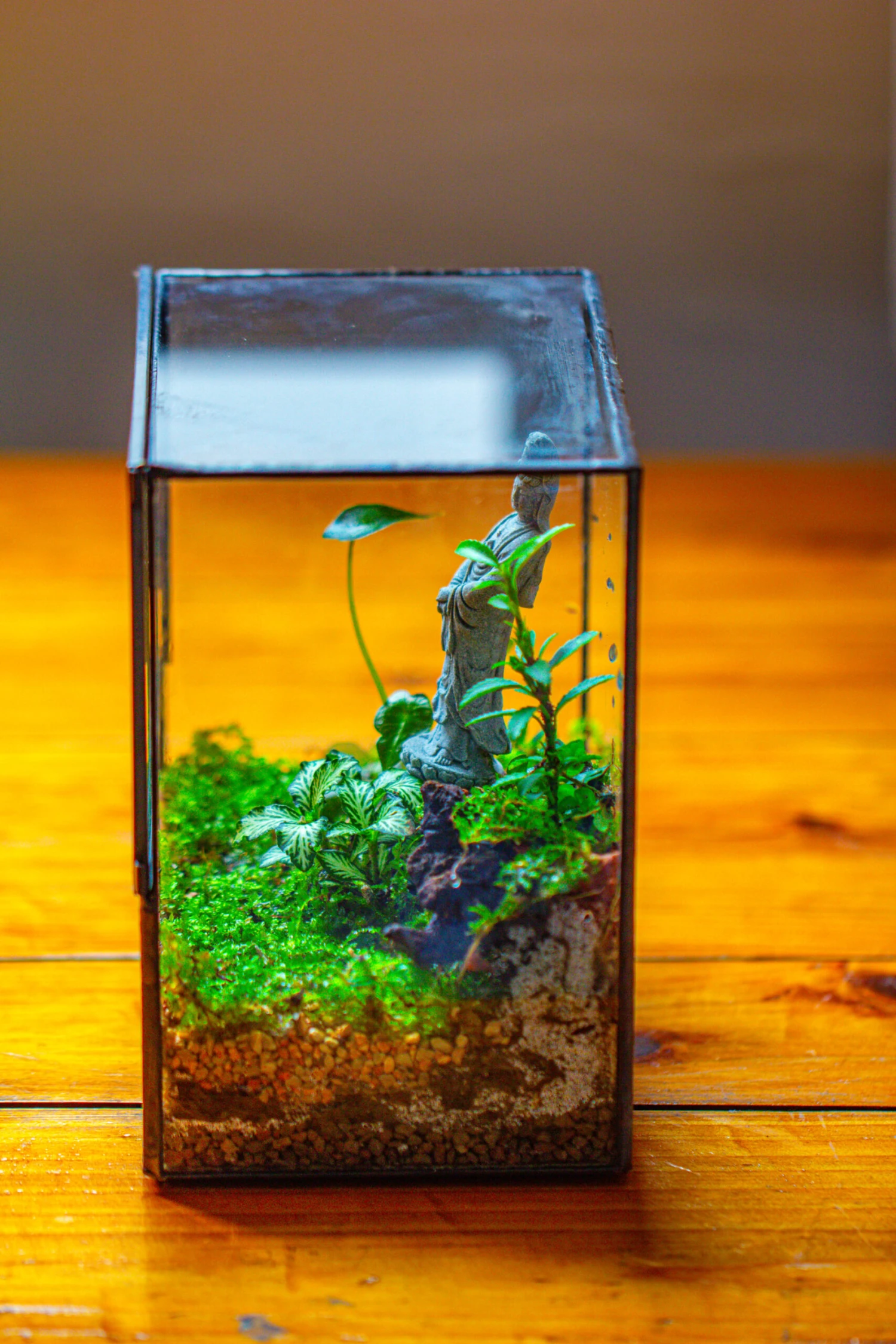 7x7 Inches Glass Terrarium With Side Door, For Moss 12 7x7 Inches Glass Terrarium With Side Door, For Moss - Image 10