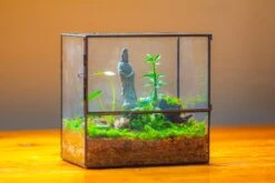 7x7 Inches Glass Terrarium With Side Door, For Moss 29 7x7 Inches Glass Terrarium With Side Door, For Moss -Ncyp Garden Store IMG 1965 03935525 9d3e 4935 a8dd 784a513009cc