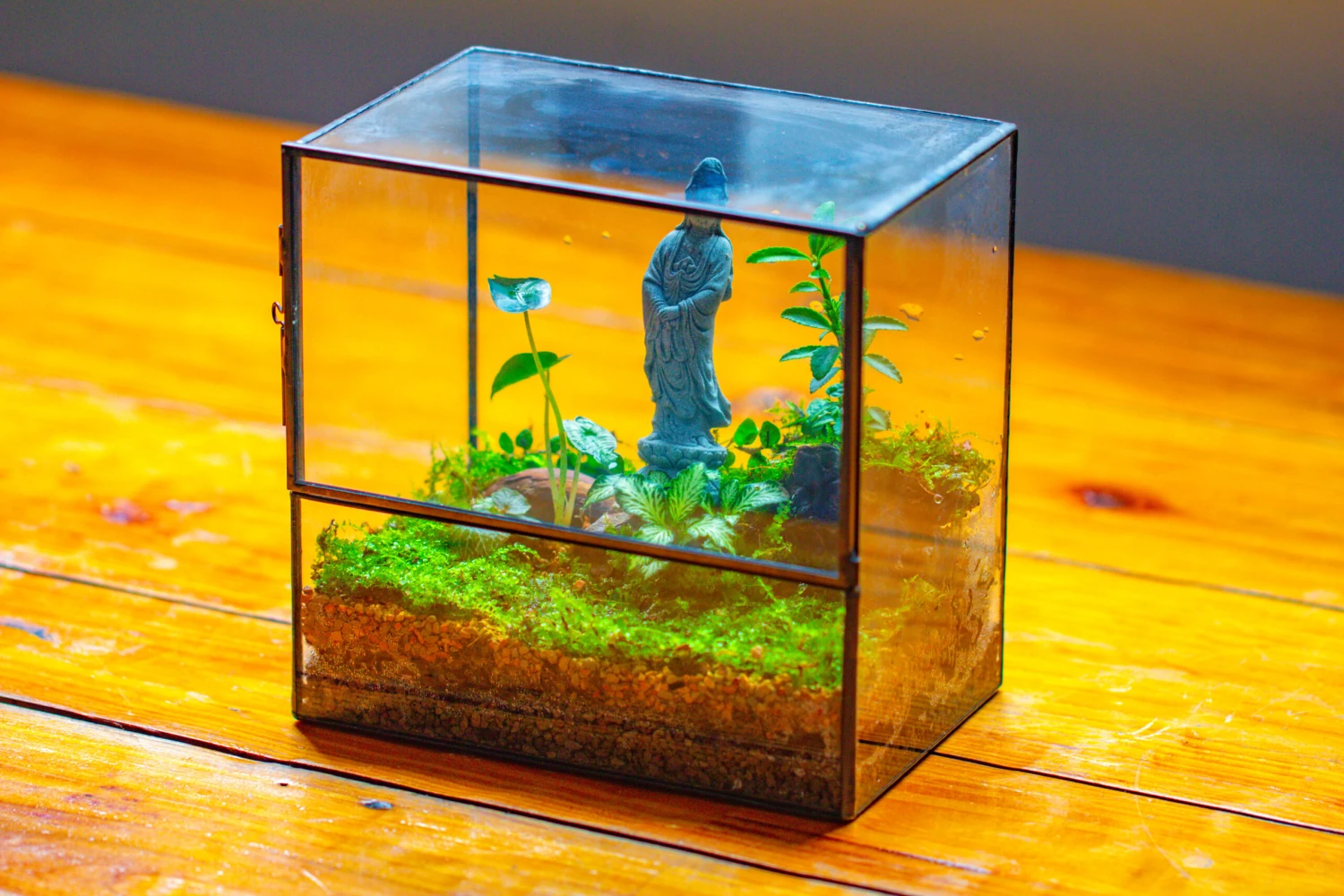 7x7 Inches Glass Terrarium With Side Door, For Moss 4 7x7 Inches Glass Terrarium With Side Door, For Moss - Image 2