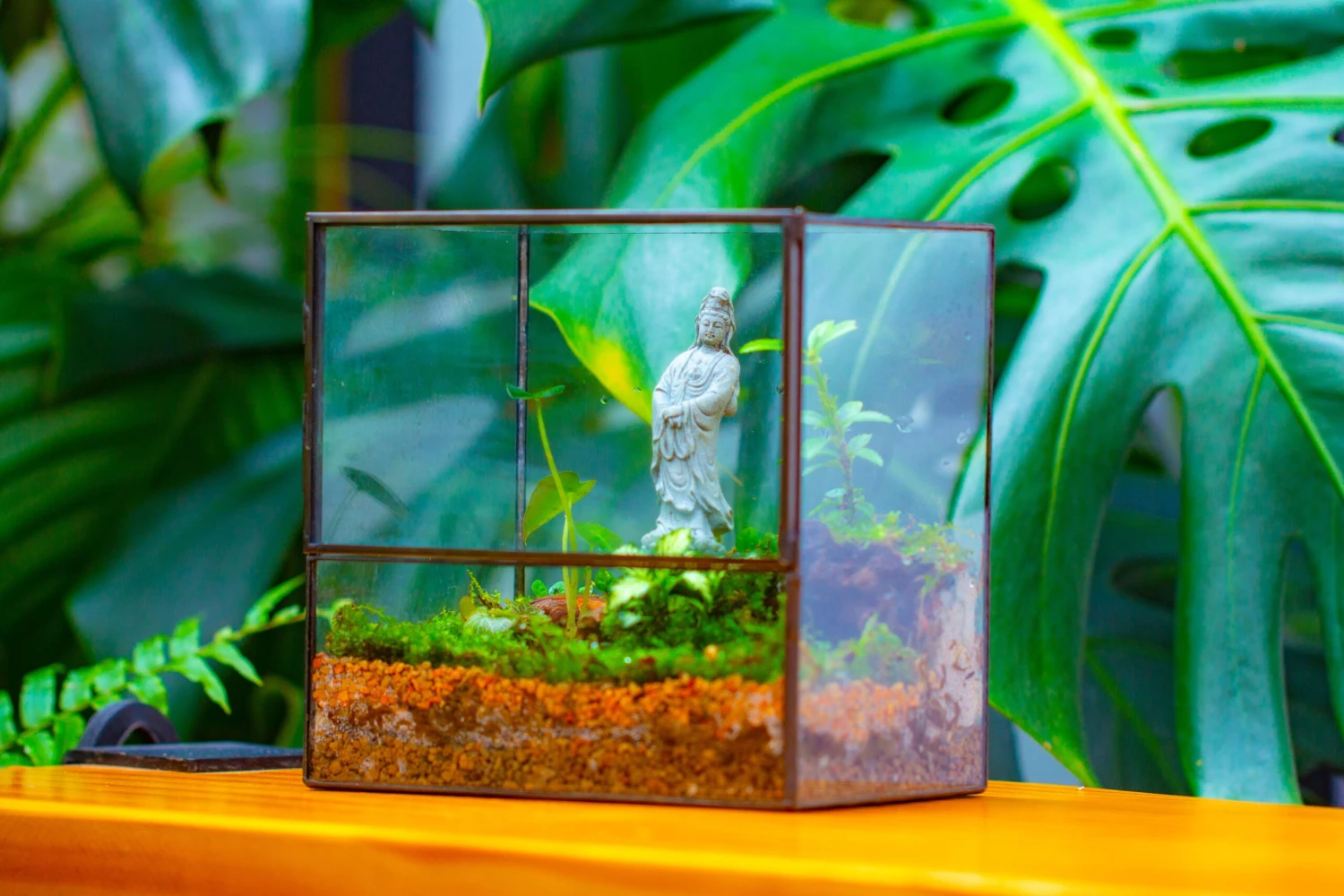 7x7 Inches Glass Terrarium With Side Door, For Moss 7 7x7 Inches Glass Terrarium With Side Door, For Moss - Image 5