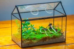 NCYP Handmade Geometric Glass Close Terrarium Box House Shape, Swing Lid Latch For Air Plants Moss Snail Reptile Habitat Vivarium 24 NCYP Handmade Geometric Glass Close Terrarium Box House Shape, Swing Lid Latch For Air Plants Moss Snail Reptile Habitat Vivarium -Ncyp Garden Store IMG 2036