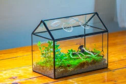 NCYP Handmade Geometric Glass Close Terrarium Box House Shape, Swing Lid Latch For Air Plants Moss Snail Reptile Habitat Vivarium 25 NCYP Handmade Geometric Glass Close Terrarium Box House Shape, Swing Lid Latch For Air Plants Moss Snail Reptile Habitat Vivarium -Ncyp Garden Store IMG 2037