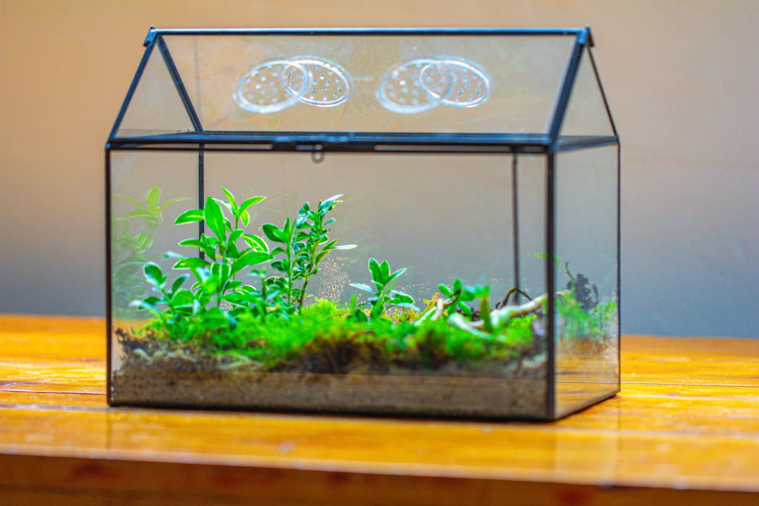 NCYP Handmade Geometric Glass Close Terrarium Box House Shape, Swing Lid Latch For Air Plants Moss Snail Reptile Habitat Vivarium 8 NCYP Handmade Geometric Glass Close Terrarium Box House Shape, Swing Lid Latch For Air Plants Moss Snail Reptile Habitat Vivarium - Image 6