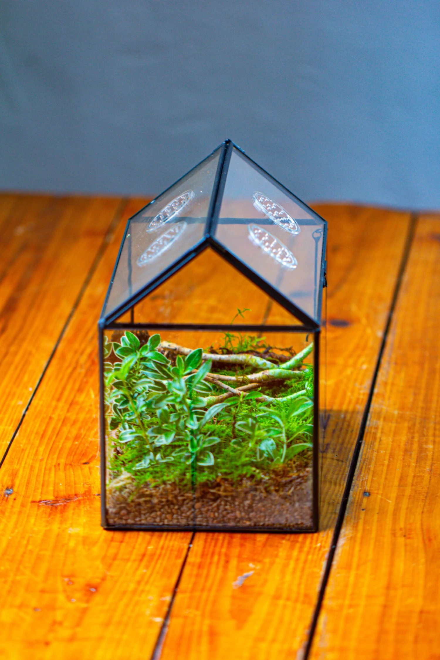 NCYP Handmade Geometric Glass Close Terrarium Box House Shape, Swing Lid Latch For Air Plants Moss Snail Reptile Habitat Vivarium 5 NCYP Handmade Geometric Glass Close Terrarium Box House Shape, Swing Lid Latch For Air Plants Moss Snail Reptile Habitat Vivarium - Image 3