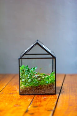 NCYP Handmade Geometric Glass Close Terrarium Box House Shape, Swing Lid Latch For Air Plants Moss Snail Reptile Habitat Vivarium 22 NCYP Handmade Geometric Glass Close Terrarium Box House Shape, Swing Lid Latch For Air Plants Moss Snail Reptile Habitat Vivarium -Ncyp Garden Store IMG 2051 3