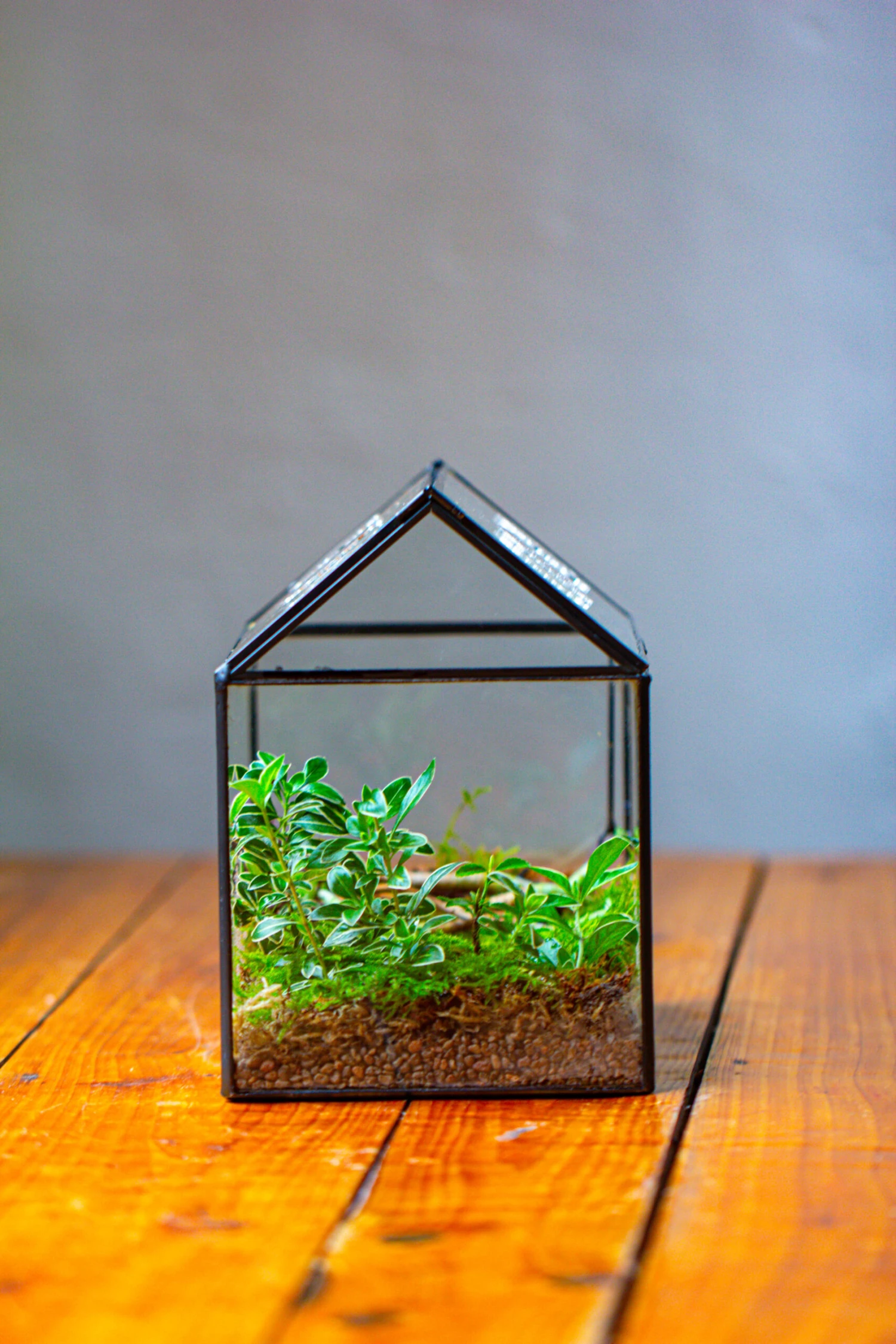 NCYP Handmade Geometric Glass Close Terrarium Box House Shape, Swing Lid Latch For Air Plants Moss Snail Reptile Habitat Vivarium 7 NCYP Handmade Geometric Glass Close Terrarium Box House Shape, Swing Lid Latch For Air Plants Moss Snail Reptile Habitat Vivarium - Image 5