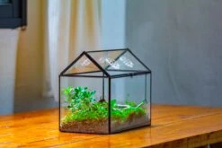 NCYP Handmade Geometric Glass Close Terrarium Box House Shape, Swing Lid Latch For Air Plants Moss Snail Reptile Habitat Vivarium 21 NCYP Handmade Geometric Glass Close Terrarium Box House Shape, Swing Lid Latch For Air Plants Moss Snail Reptile Habitat Vivarium -Ncyp Garden Store IMG 2052 ec2336c0 909e 449a 8d8b 955c00e5ab59