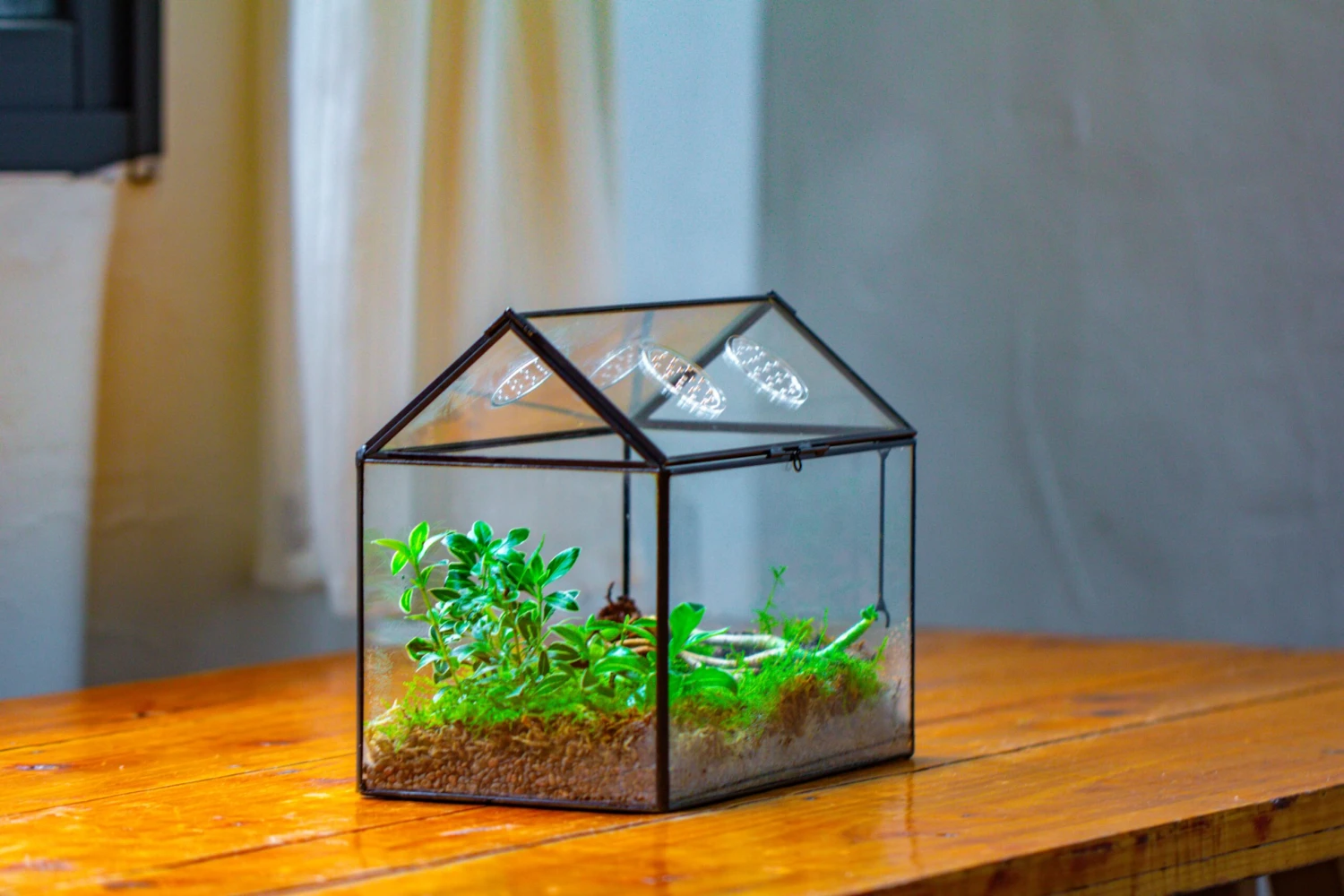 NCYP Handmade Geometric Glass Close Terrarium Box House Shape, Swing Lid Latch For Air Plants Moss Snail Reptile Habitat Vivarium 6 NCYP Handmade Geometric Glass Close Terrarium Box House Shape, Swing Lid Latch For Air Plants Moss Snail Reptile Habitat Vivarium - Image 4