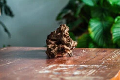 Natural Driftwood For Moss Terrarium, Miniature, Micro Landscape, Unique 12-65, Suitable For Both Live And Preserved Moss -Ncyp Garden Store IMG 2056