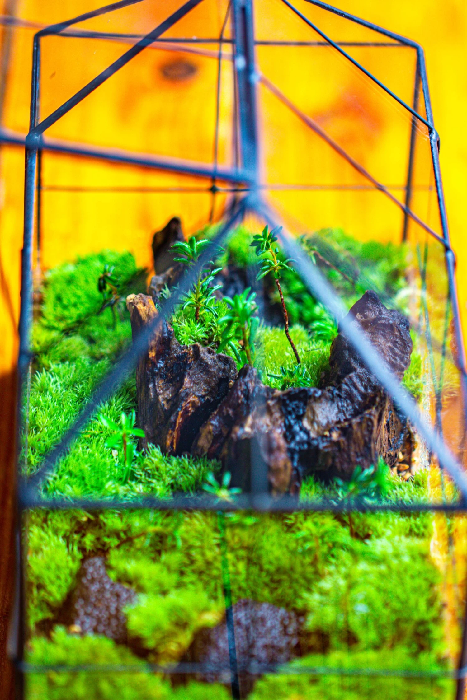 NCYP Glass Geometric Terrarium Tin-Sealed Brass Black House Shape Container With Grid And Swing Lid 12 NCYP Glass Geometric Terrarium Tin-Sealed Brass Black House Shape Container With Grid And Swing Lid - Image 10