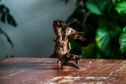 Natural Driftwood For Moss Terrarium, Miniature, Micro Landscape, Unique 12-64, Suitable For Both Live And Preserved Moss -Ncyp Garden Store IMG 2061