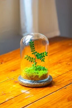 Cloche With Base 20CM Glass Dome / Round Head Glass Cloche Dome Cover Terrarium Container With Without Airhole For Venus Flytrap -Ncyp Garden Store IMG 2106 320999a8 a4c9 4744 a59b c7e6b278a428