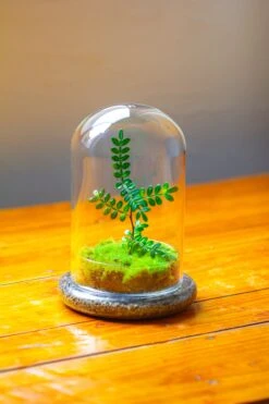 Cloche With Base 20CM Glass Dome / Round Head Glass Cloche Dome Cover Terrarium Container With Without Airhole For Venus Flytrap -Ncyp Garden Store IMG 2107 c7b6a00c eb3d 45ca bec5 a62d0b413030