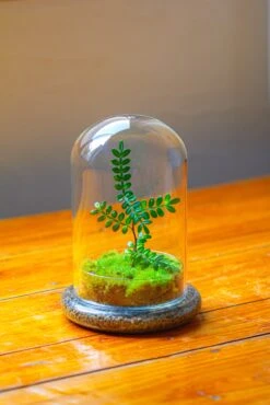 Cloche With Base 20CM Glass Dome / Round Head Glass Cloche Dome Cover Terrarium Container With Without Airhole For Venus Flytrap -Ncyp Garden Store IMG 2108 8b5df326 80b0 47b6 90f6 f3b7ddc444b8