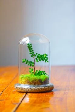 Cloche With Base 20CM Glass Dome / Round Head Glass Cloche Dome Cover Terrarium Container With Without Airhole For Venus Flytrap -Ncyp Garden Store IMG 2109 00888fce 054c 4f9b 8f32 d468aa6e0000