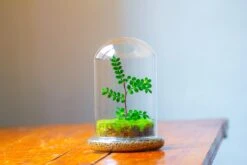 Cloche With Base 20CM Glass Dome / Round Head Glass Cloche Dome Cover Terrarium Container With Without Airhole For Venus Flytrap -Ncyp Garden Store IMG 2110 27738d2f 29d4 44c2 89c9 d42157a8c429