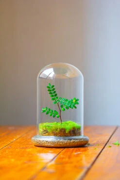 Cloche With Base 20CM Glass Dome / Round Head Glass Cloche Dome Cover Terrarium Container With Without Airhole For Venus Flytrap -Ncyp Garden Store IMG 2111 1c071bf5 af1a 4a93 9c7c f69920a15678