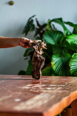 Natural Driftwood For Moss Terrarium, Miniature, Micro Landscape, Unique 12-60, Suitable For Both Live And Preserved Moss -Ncyp Garden Store IMG 2112