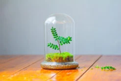 Cloche With Base 20CM Glass Dome / Round Head Glass Cloche Dome Cover Terrarium Container With Without Airhole For Venus Flytrap -Ncyp Garden Store IMG 2112 8e1b7cd4 5b13 4a15 a920 402f5e880568