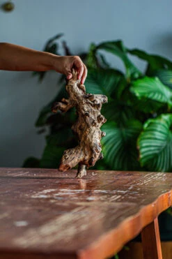 Natural Driftwood For Moss Terrarium, Miniature, Micro Landscape, Unique 12-62, Suitable For Both Live And Preserved Moss -Ncyp Garden Store IMG 2117