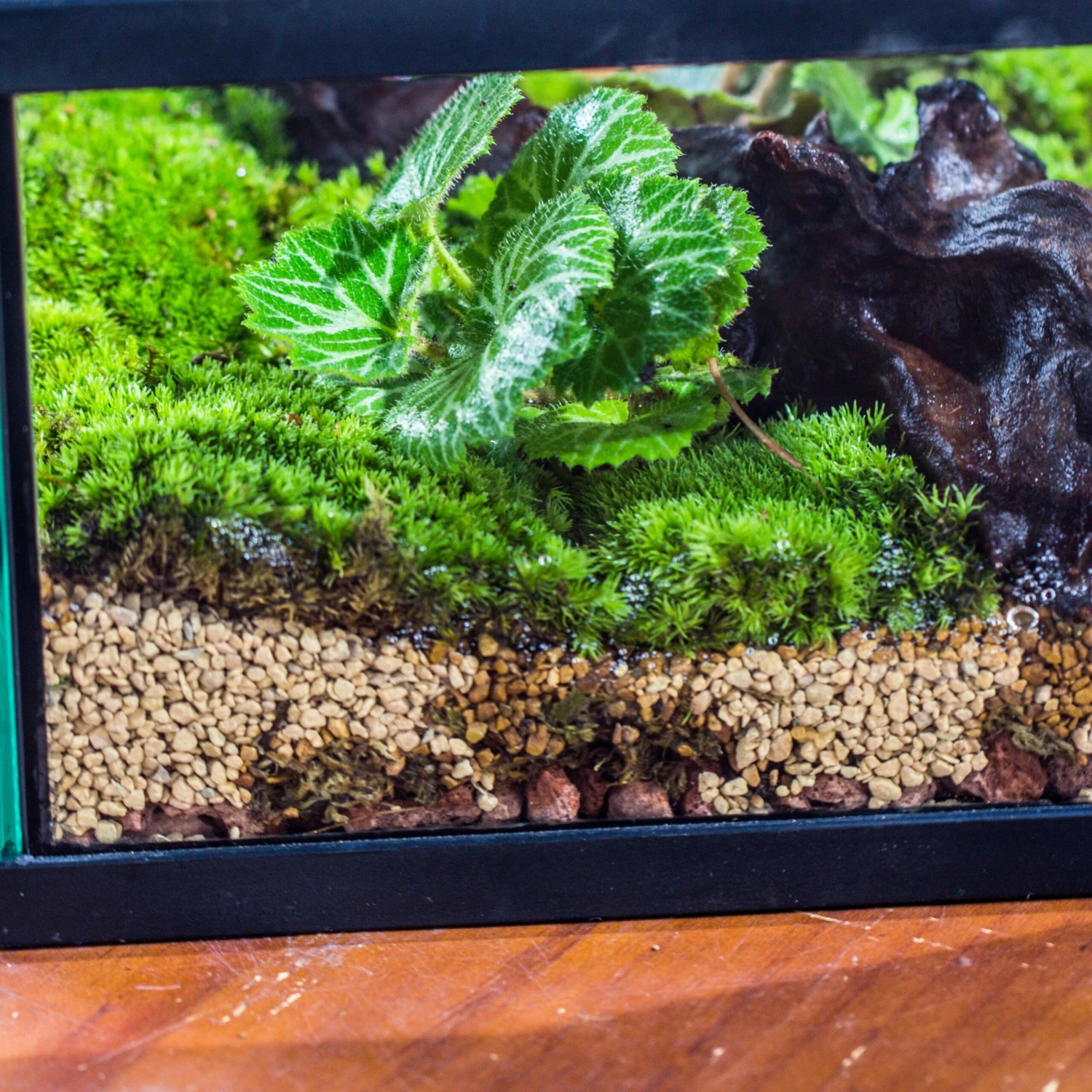 Basic Moss Terrarium Planting KIT, Suitable For Terrarium, Moss, Fern, Orchid, Begonia, Small Tropical 14 Basic Moss Terrarium Planting KIT, Suitable For Terrarium, Moss, Fern, Orchid, Begonia, Small Tropical - Image 12