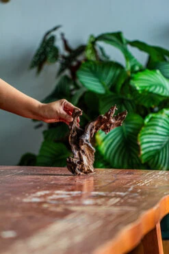 Natural Driftwood For Moss Terrarium, Miniature, Micro Landscape, Unique 12-42, Suitable For Both Live And Preserved Moss -Ncyp Garden Store IMG 2135