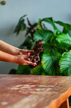 Natural Driftwood For Moss Terrarium, Miniature, Micro Landscape, Unique 12-42, Suitable For Both Live And Preserved Moss -Ncyp Garden Store IMG 2137