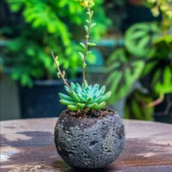 3 Units 8cm / 3.1" Round Black Horticultural Lava Rock Volcanic Rock Planter For Succulents, Moss, Tropical Palants, Terrariums