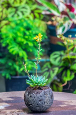 3 Units 8cm / 3.1" Round Black Horticultural Lava Rock Volcanic Rock Planter For Succulents, Moss, Tropical Palants, Terrariums -Ncyp Garden Store IMG 2193 2