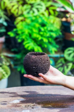 DIY Set 9cm / 3.5" Round Horticultural Lava Rock Volcanic Rock Planter And Moss Building Kit -Ncyp Garden Store IMG 2197 cdecb603 f464 47d3 bc05 216874e850ac