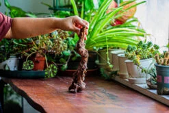 Natural Driftwood For Moss Terrarium, Miniature, Micro Landscape, Unique 12-36, Suitable For Both Live And Preserved Moss -Ncyp Garden Store IMG 2218