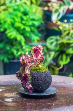 3 Units 10cm / 3.7" Round Red Horticultural Lava Rock Volcanic Rock Planter For Succulents, Moss, Tropical Palants, Terrariums -Ncyp Garden Store IMG 2219