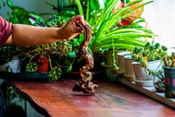 Natural Driftwood For Moss Terrarium, Miniature, Micro Landscape, Unique 12-36, Suitable For Both Live And Preserved Moss -Ncyp Garden Store IMG 2219 8c57d3f6 8669 470e bb3e 520f438d2df7