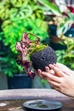 3 Units 10cm / 3.7" Round Red Horticultural Lava Rock Volcanic Rock Planter For Succulents, Moss, Tropical Palants, Terrariums -Ncyp Garden Store IMG 2221