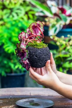 3 Units 10cm / 3.7" Round Red Horticultural Lava Rock Volcanic Rock Planter For Succulents, Moss, Tropical Palants, Terrariums -Ncyp Garden Store IMG 2224