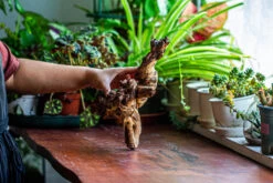 Natural Driftwood For Moss Terrarium, Miniature, Micro Landscape, Unique 12-12, Suitable For Both Live And Preserved Moss -Ncyp Garden Store IMG 2240