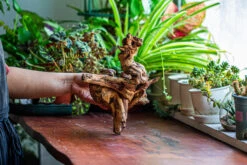 Natural Driftwood For Moss Terrarium, Miniature, Micro Landscape, Unique 12-12, Suitable For Both Live And Preserved Moss -Ncyp Garden Store IMG 2241