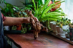 Natural Driftwood For Moss Terrarium, Miniature, Micro Landscape, Unique 12-12, Suitable For Both Live And Preserved Moss -Ncyp Garden Store IMG 2242