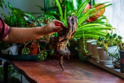 Natural Driftwood For Moss Terrarium, Miniature, Micro Landscape, Unique 12-11, Suitable For Both Live And Preserved Moss -Ncyp Garden Store IMG 2254 31600c6f 2db6 42b6 852e 9f7588ec13a8